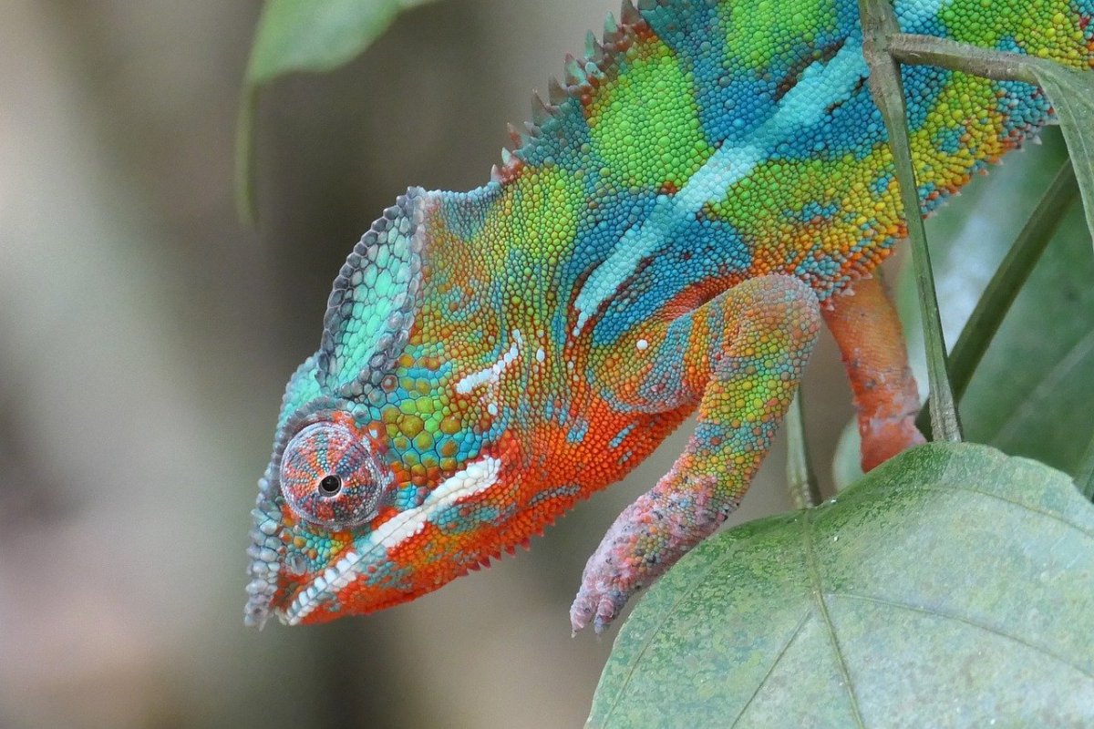 Chamaeleo calyptratus