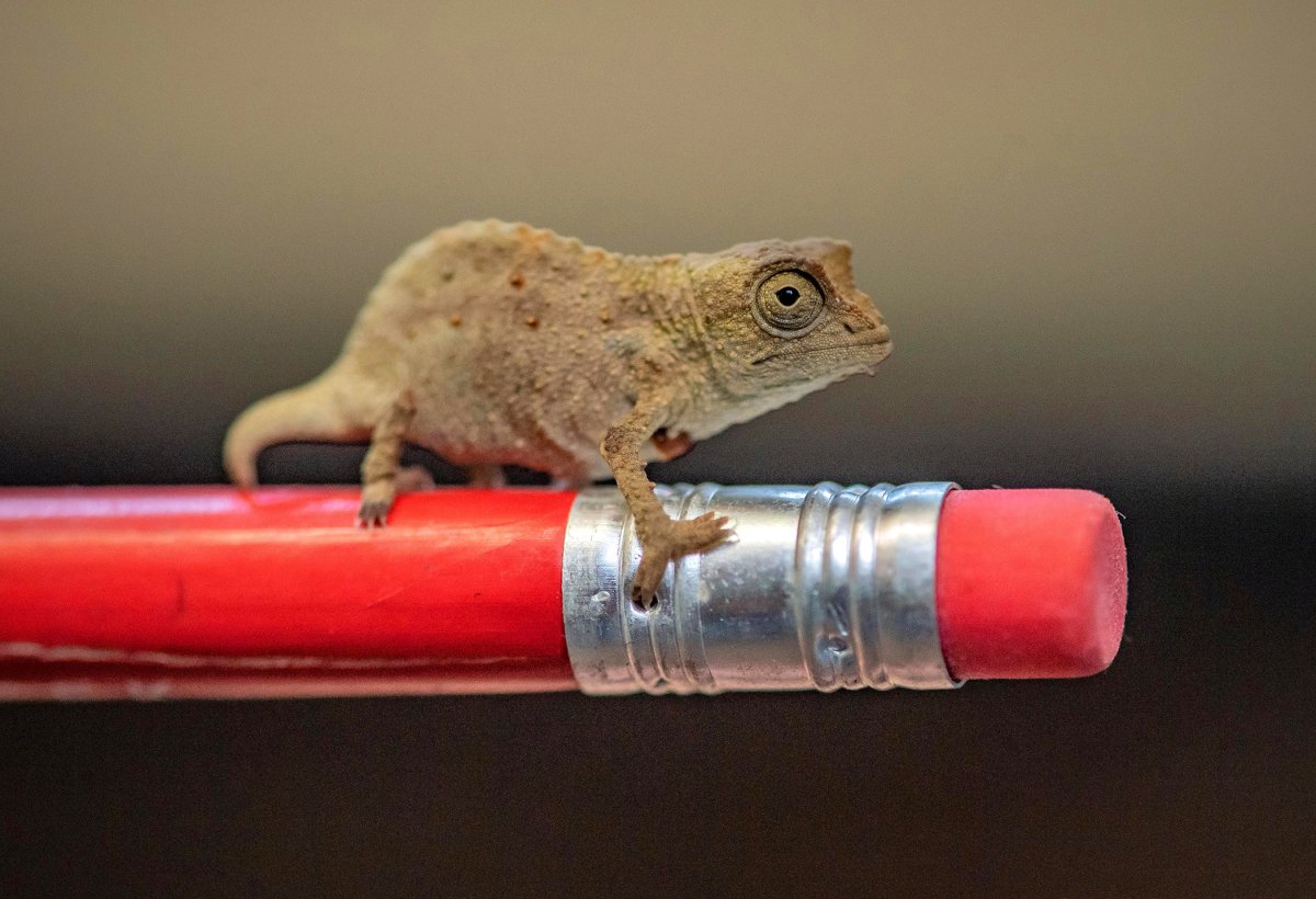 Хамелеон брукезия