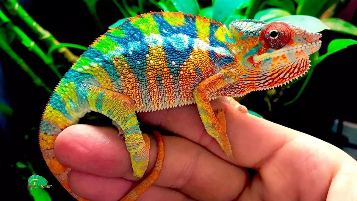 Самый маленький хамелеон