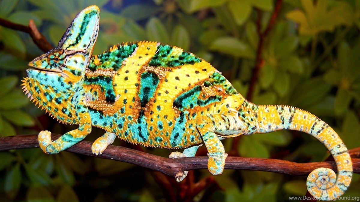 Карликовый геккон (Sphaerodactylus ariasae)