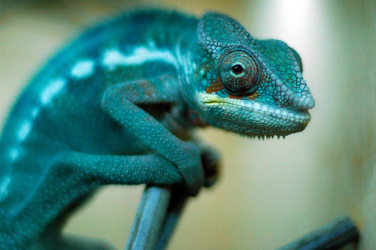 Пантеровый и йеменский хамелеон