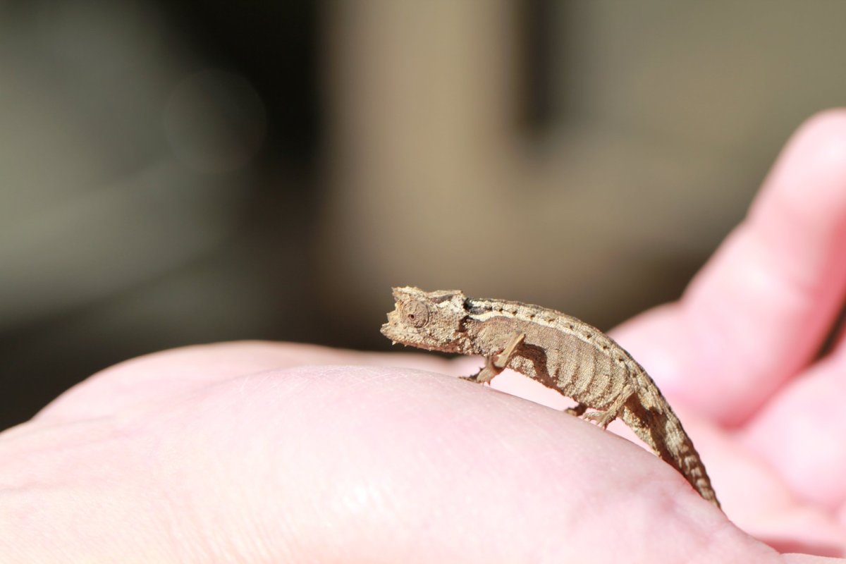 Маленькие хамелеоны мини