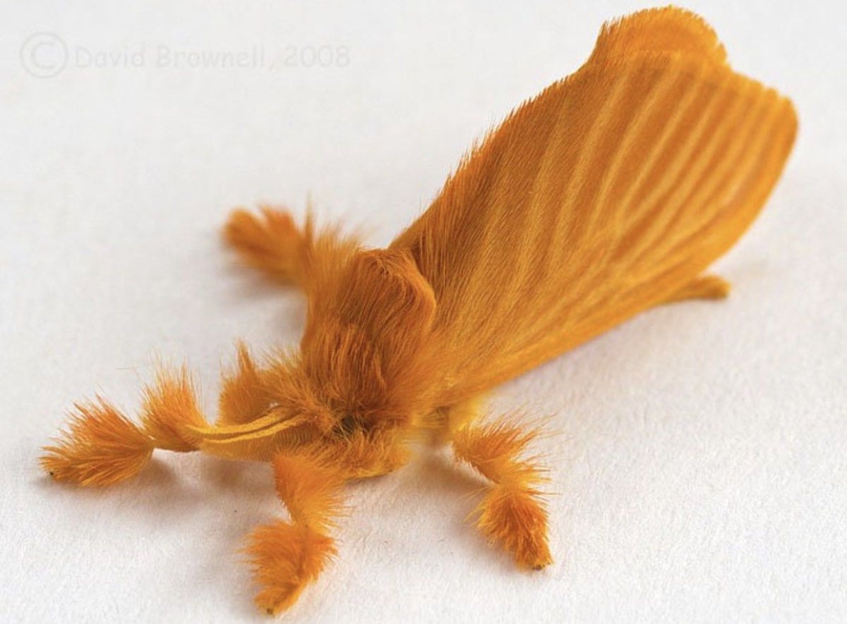 Тело бабочки