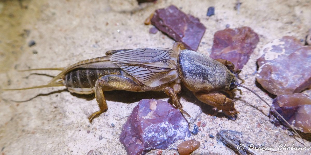 Медведка одношипная