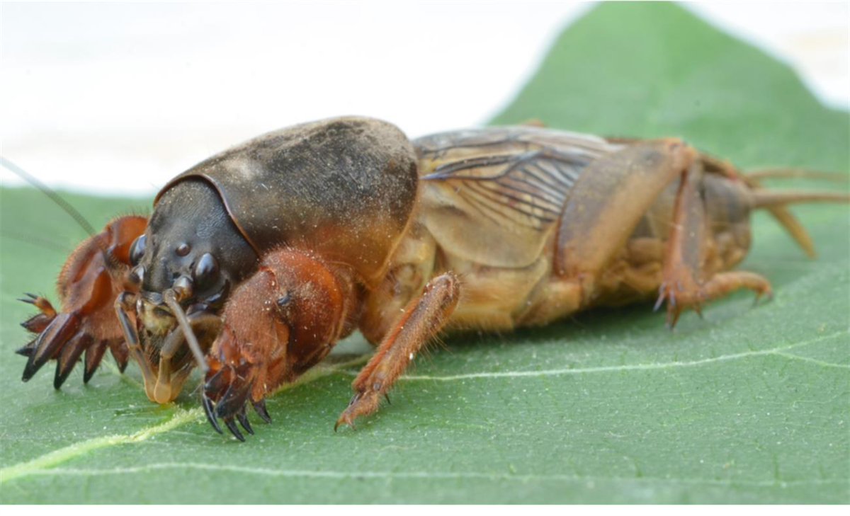 Обыкновенная медведка