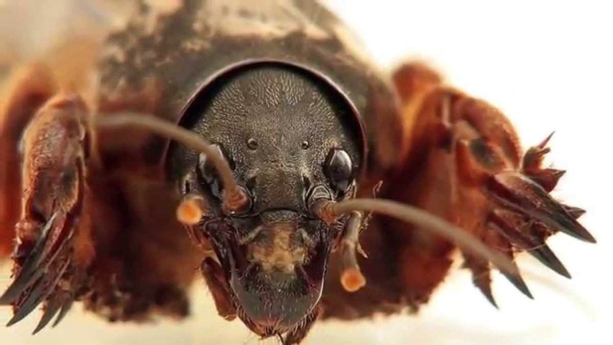 Сверчок медведка