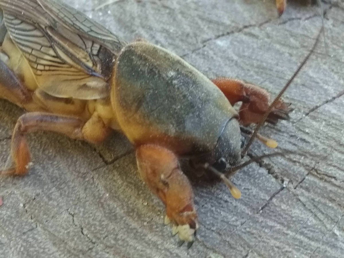 Огромная медведка