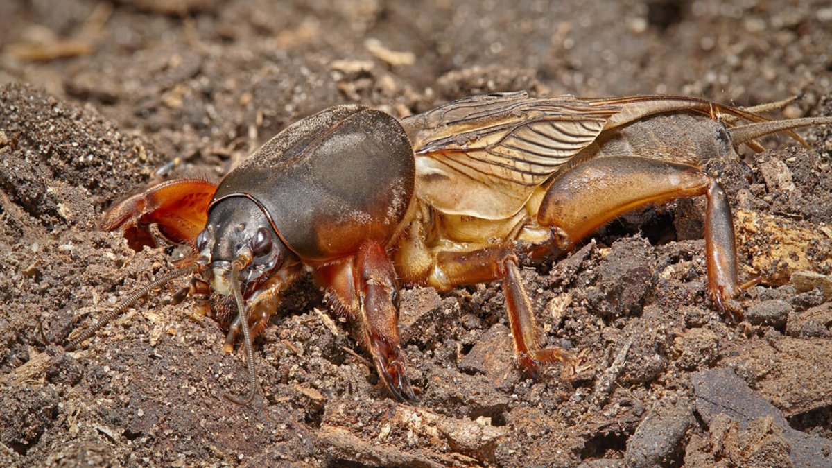 Капустница медведка