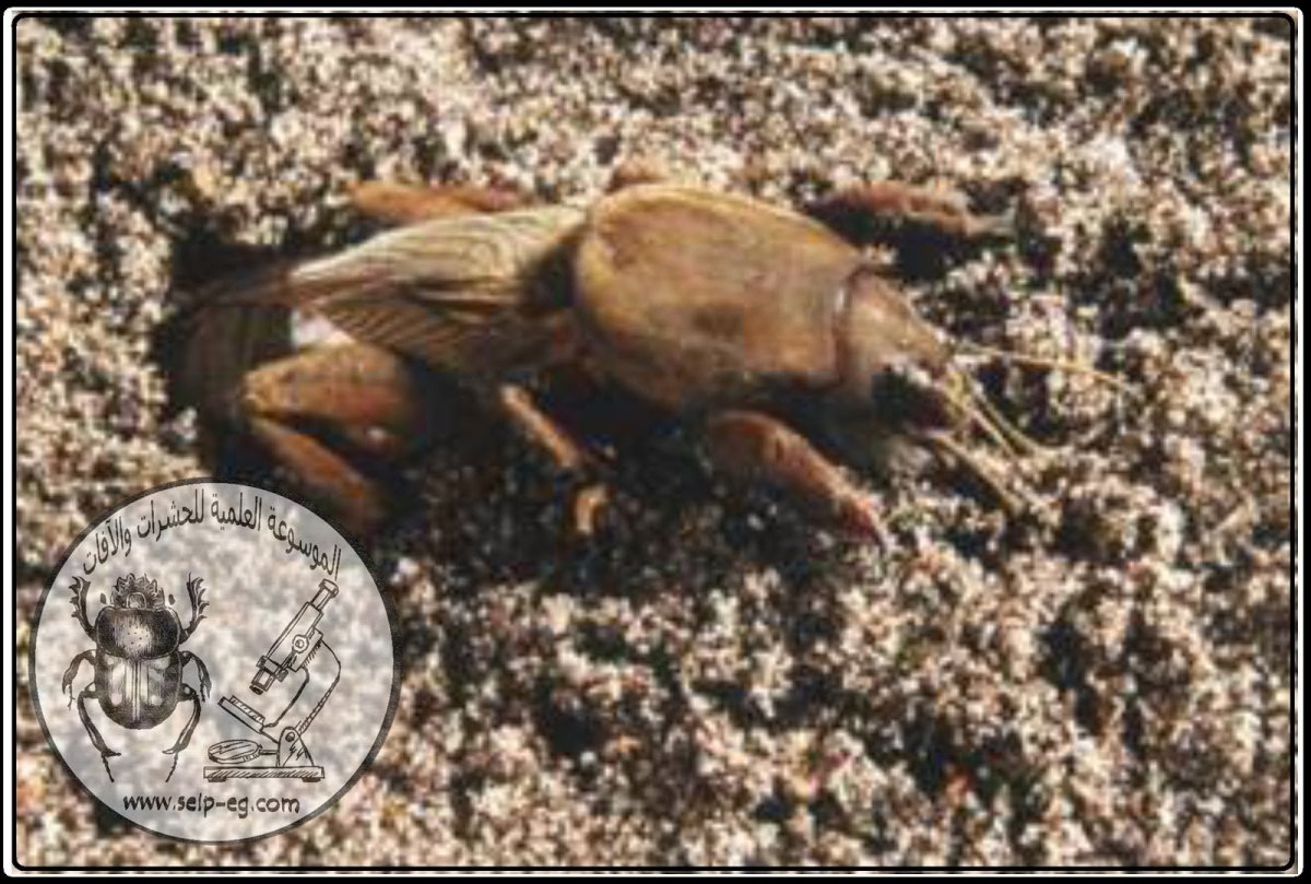 Медведка насекомое Норы