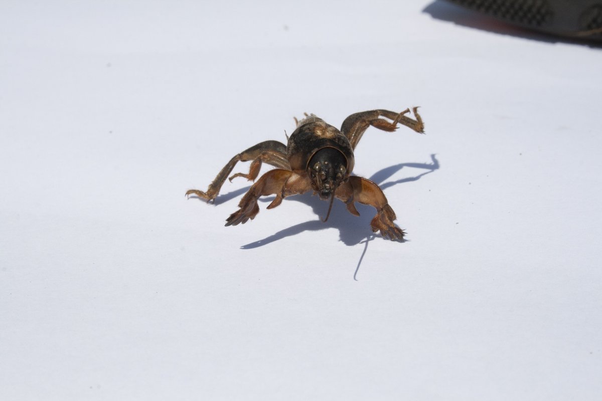 Медведка с крыльями