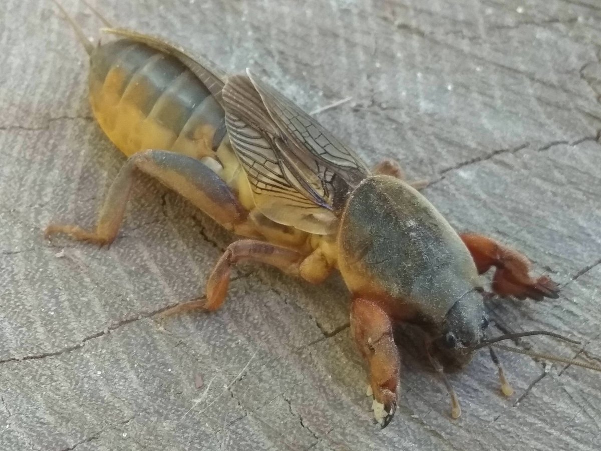 Медведка насекомое