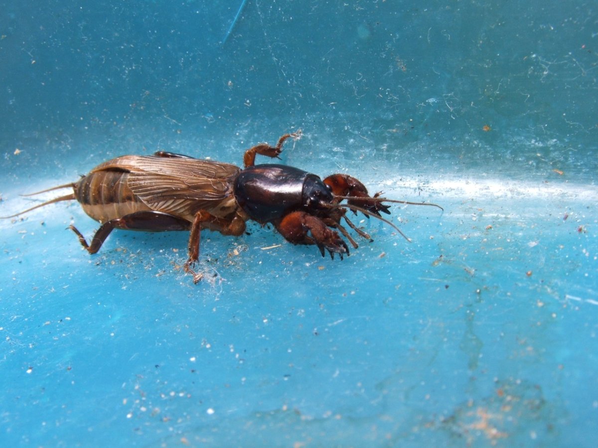 Медведка водяная