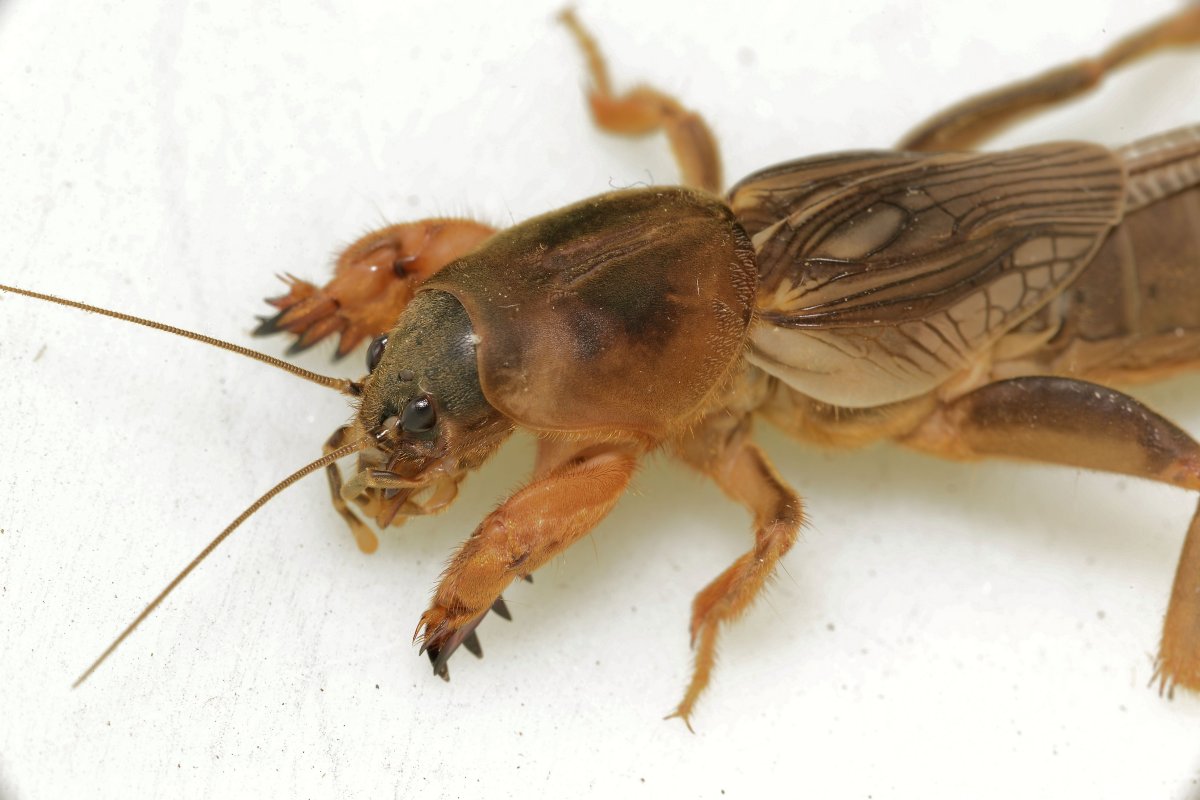 Капустница Жук медведка