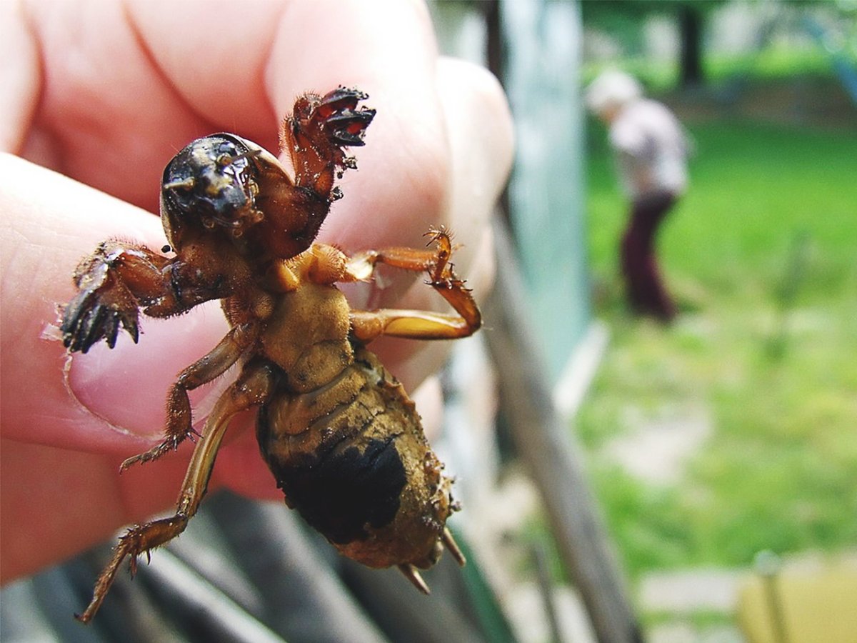 Медведка насекомое