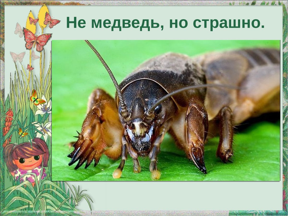 Медведка вредитель