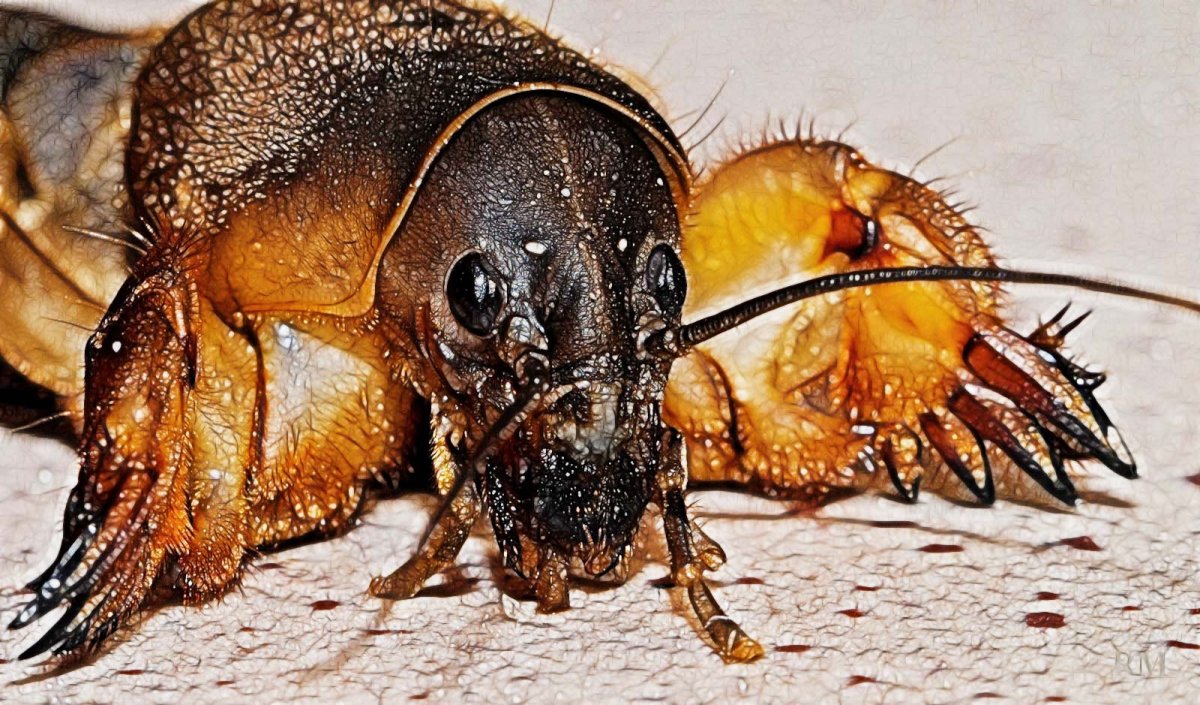 Хелицеры медведки