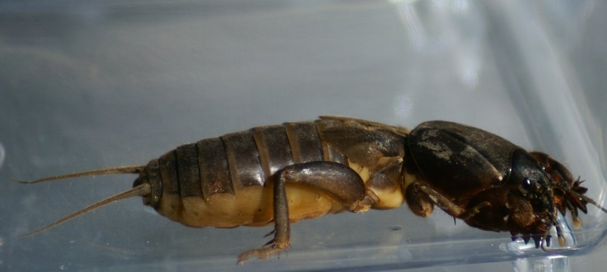 Zemesvēzis Gryllotalpa Gryllotalpa