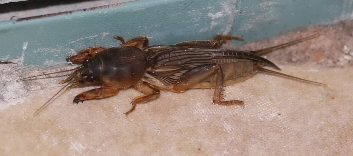 Медведка Дальневосточная