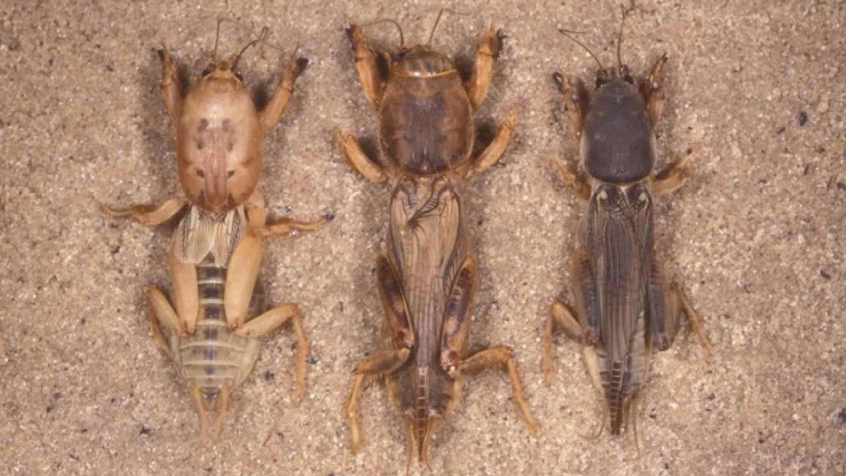 Медведка с крыльями