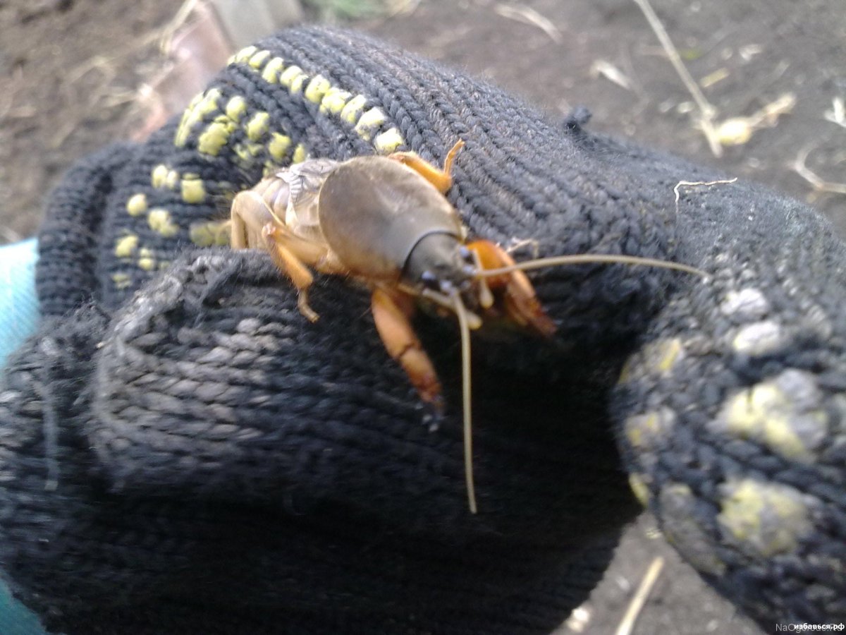 Борьба с медведкой на огороде