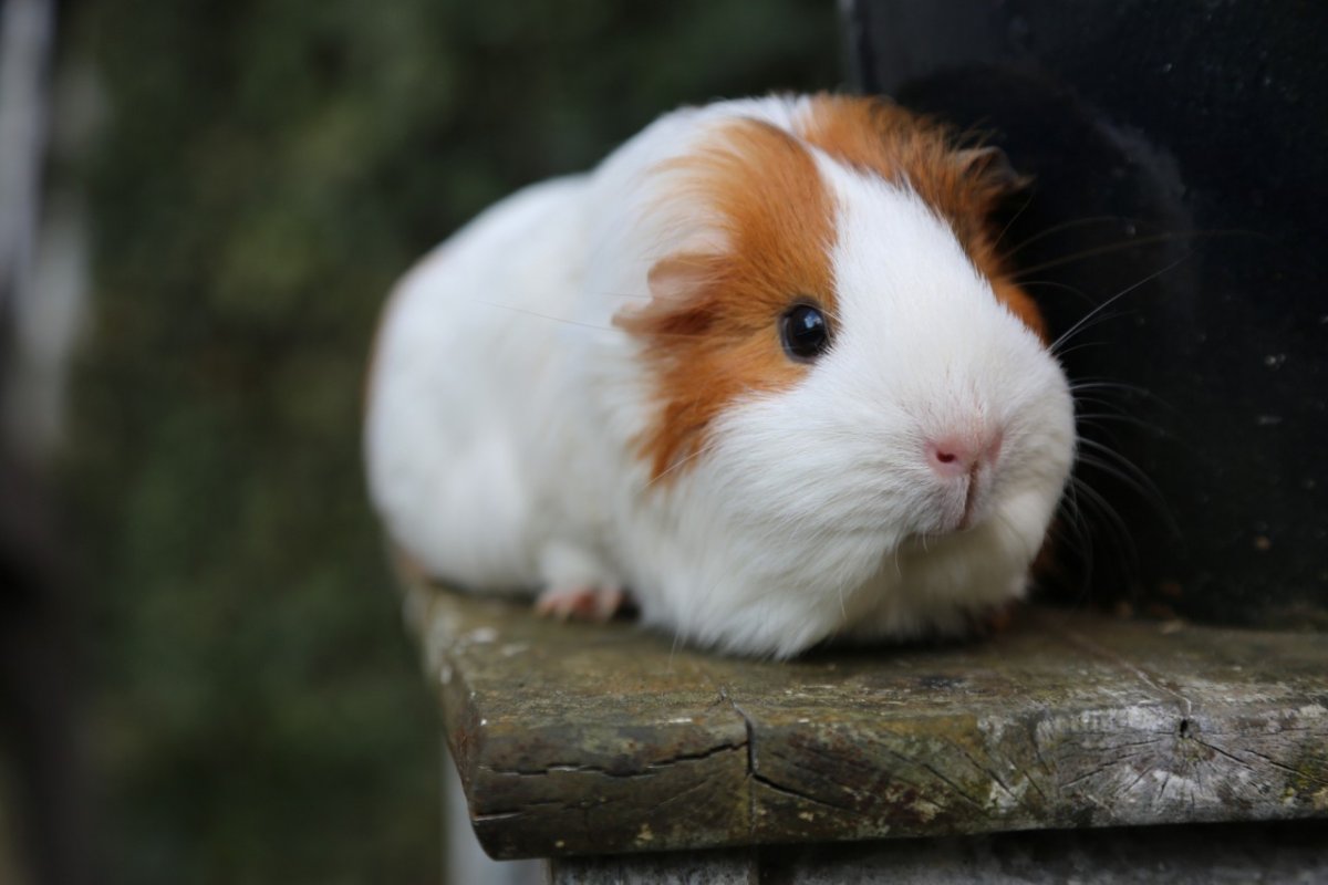 Морская Свинка маленькая
