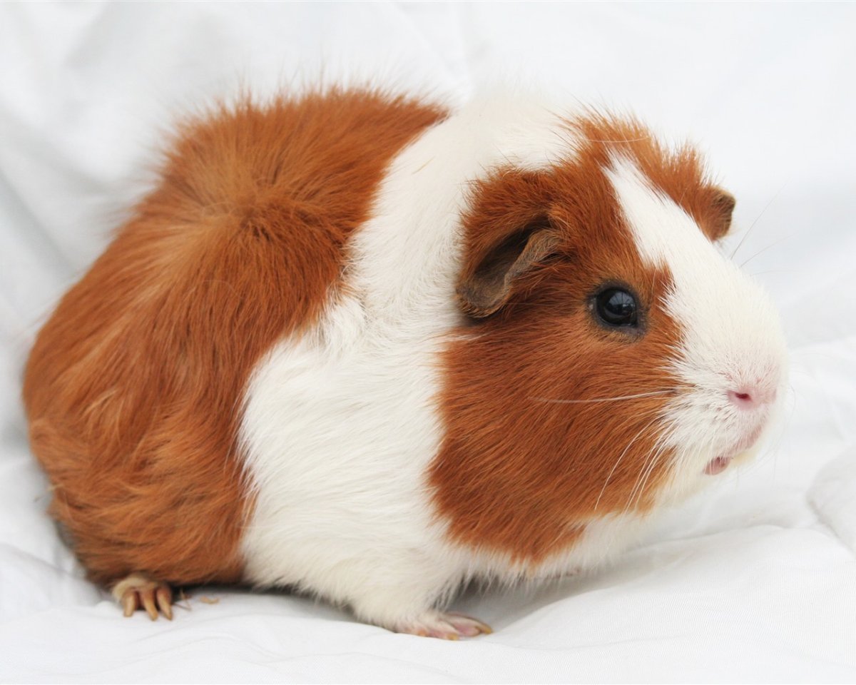 Cavia для морских свинок