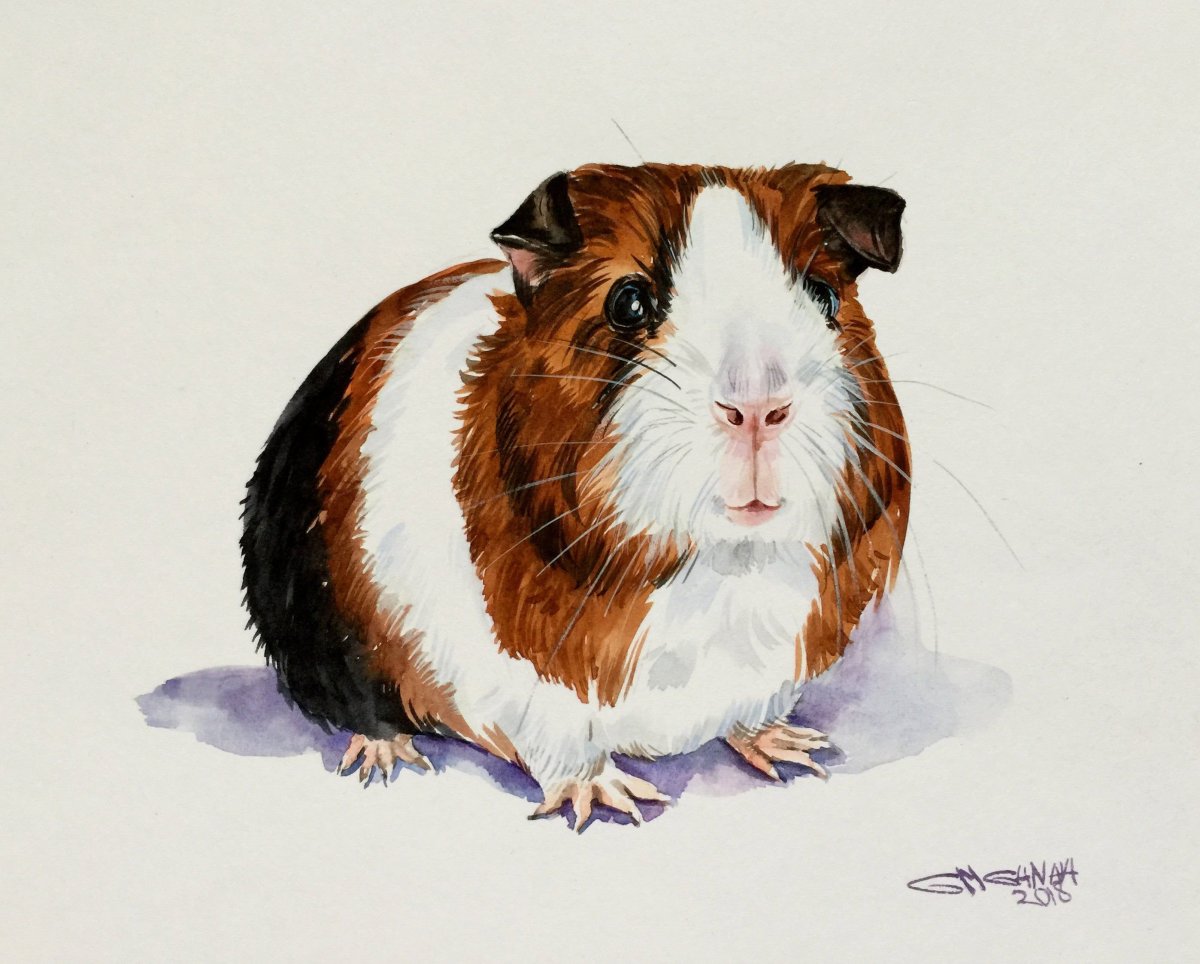 Морская Свинка живопись