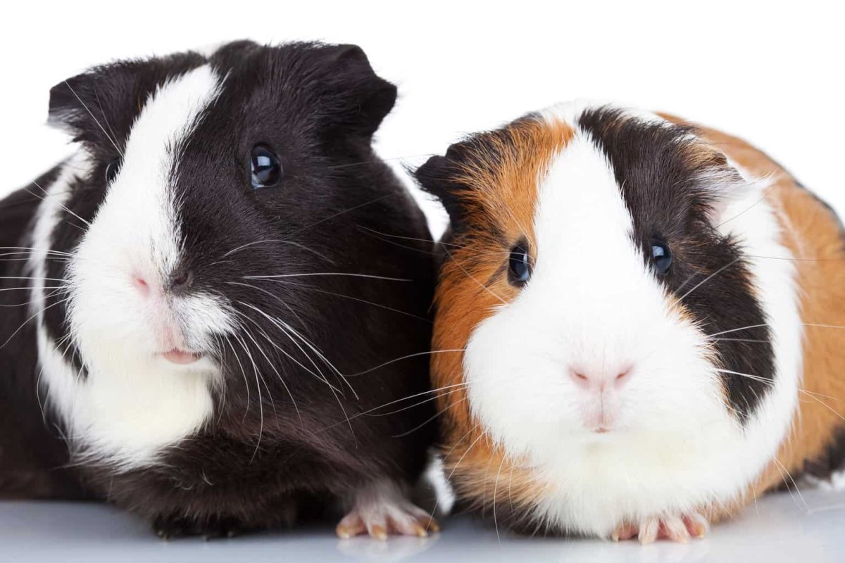 Морская Свинка 2 шатенки