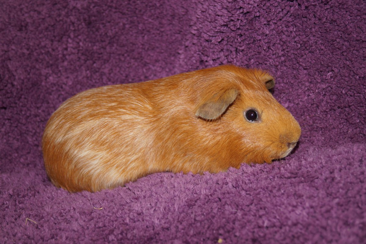 Морская Свинка короткошерстная