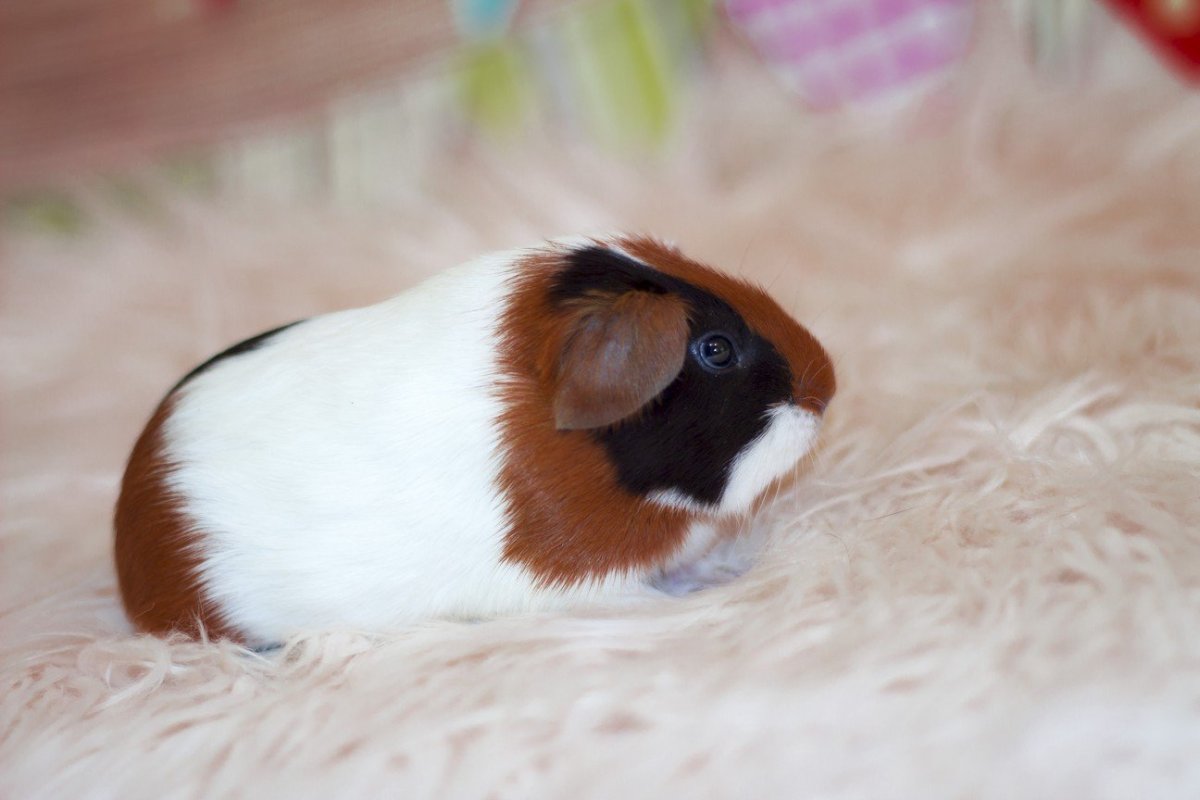 Морская Свинка на задних лапах