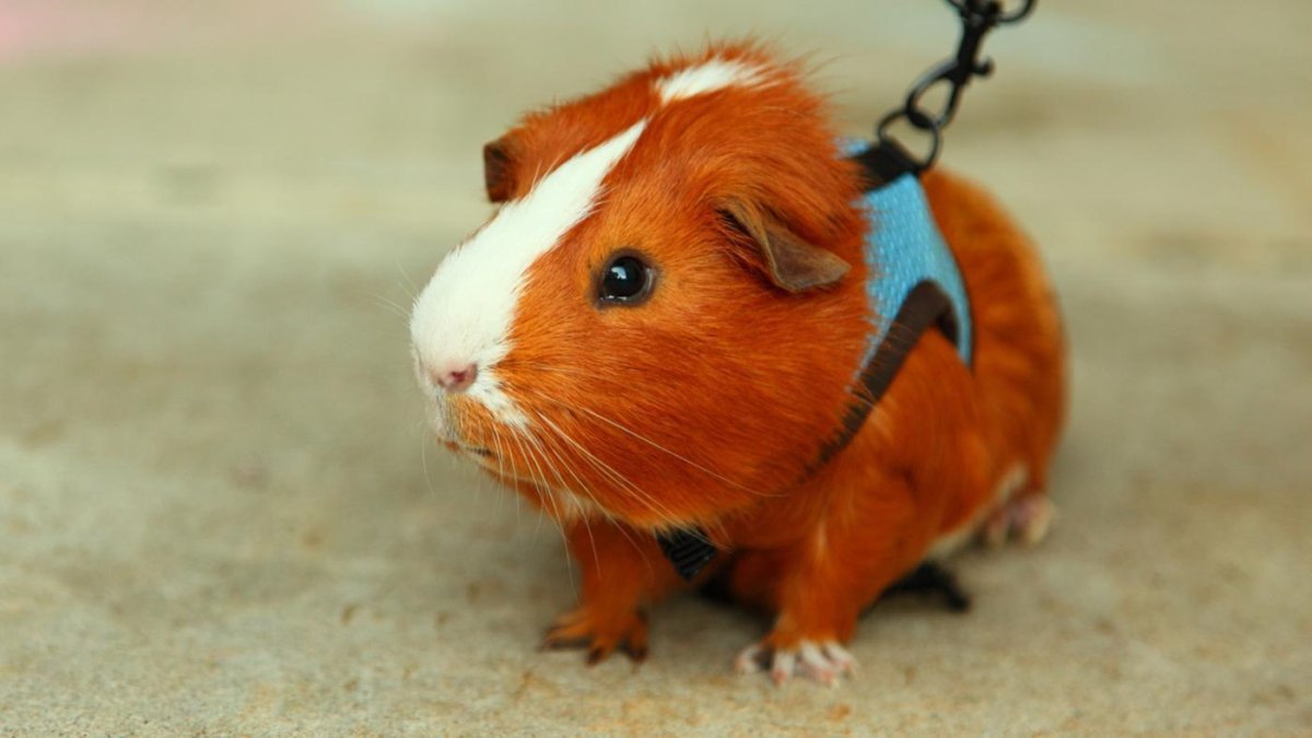 Морская Свинка Cavia aperea