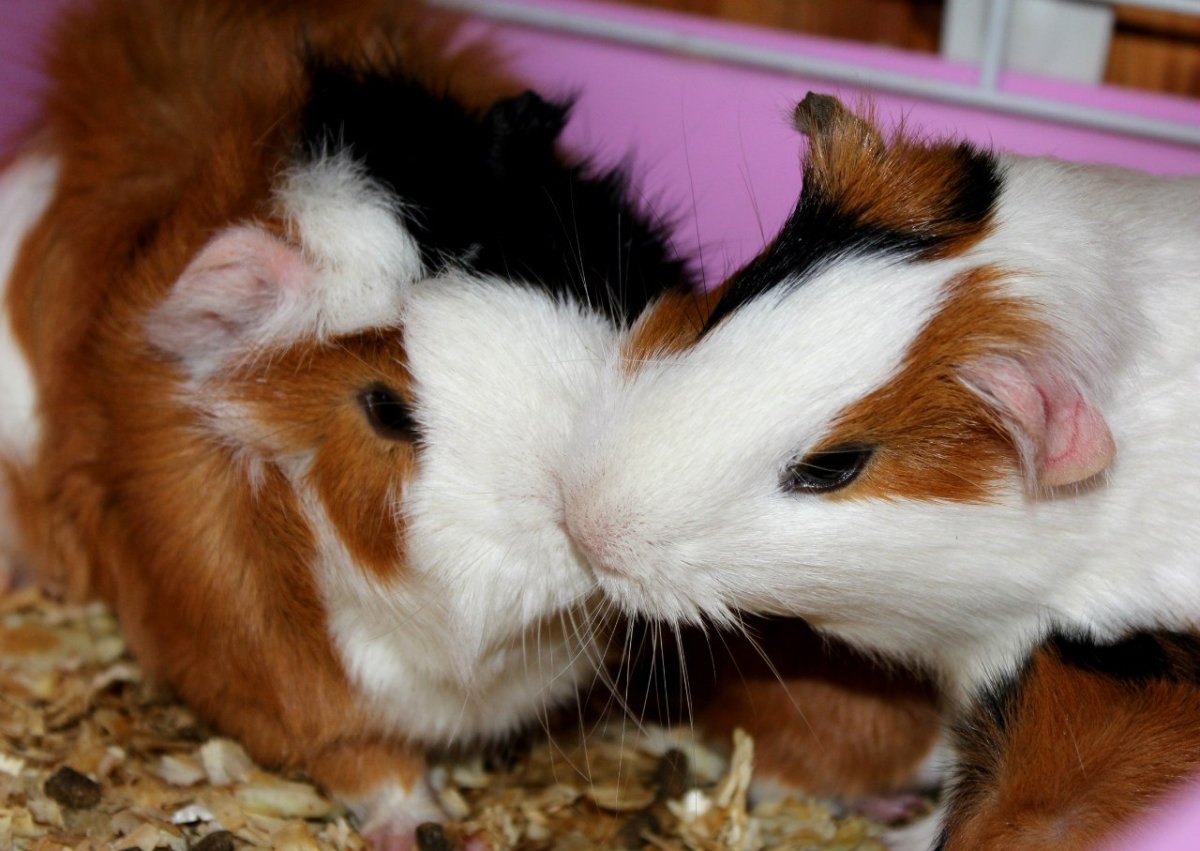 Морская Свинка розеточная белая