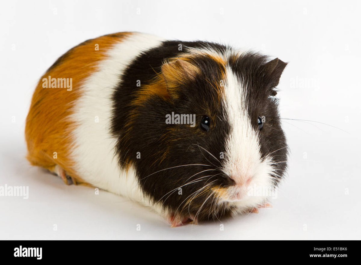 Морская Свинка бело рыжая черная