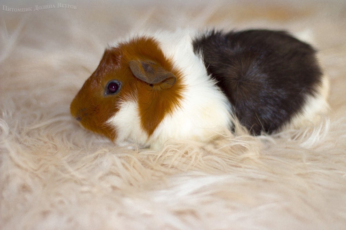 Морские свинки Фадей