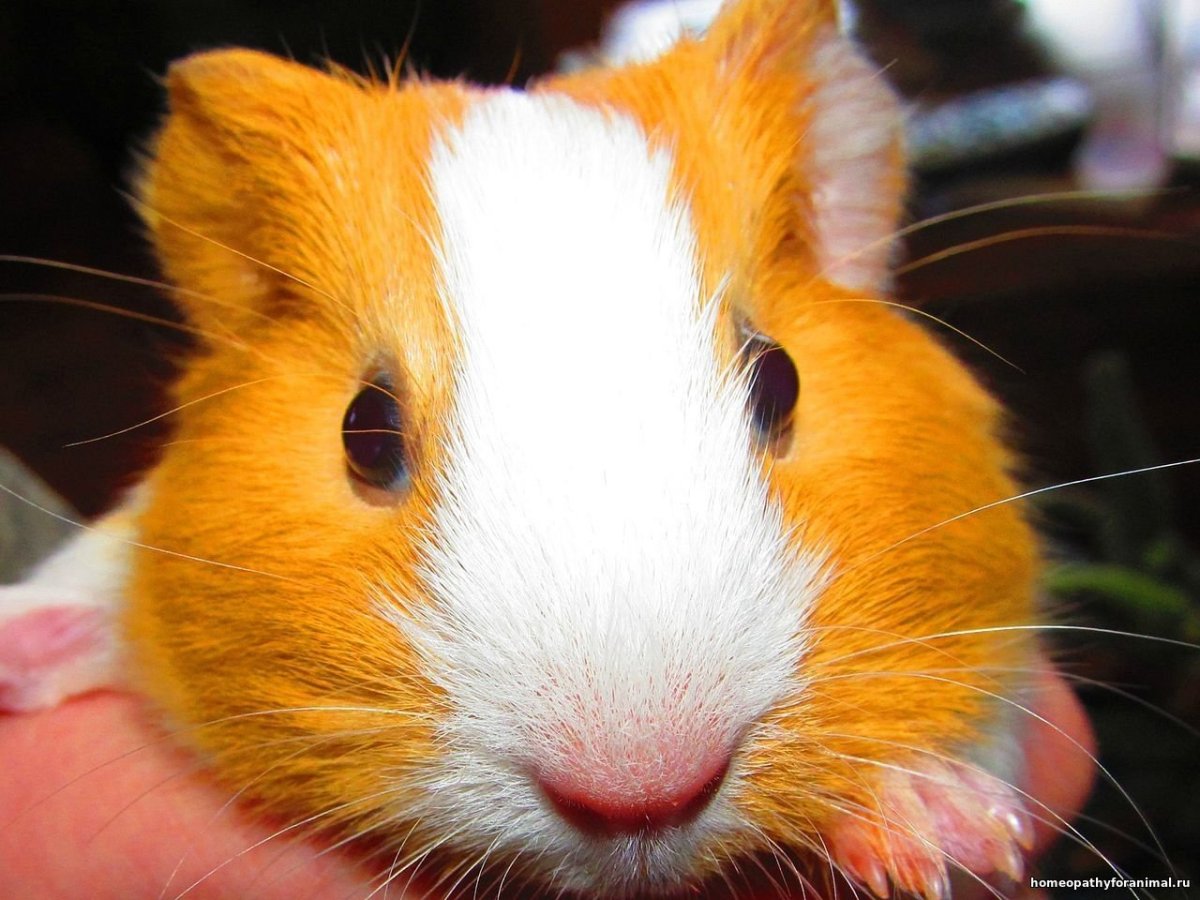 Морская Свинка рыжая с белым