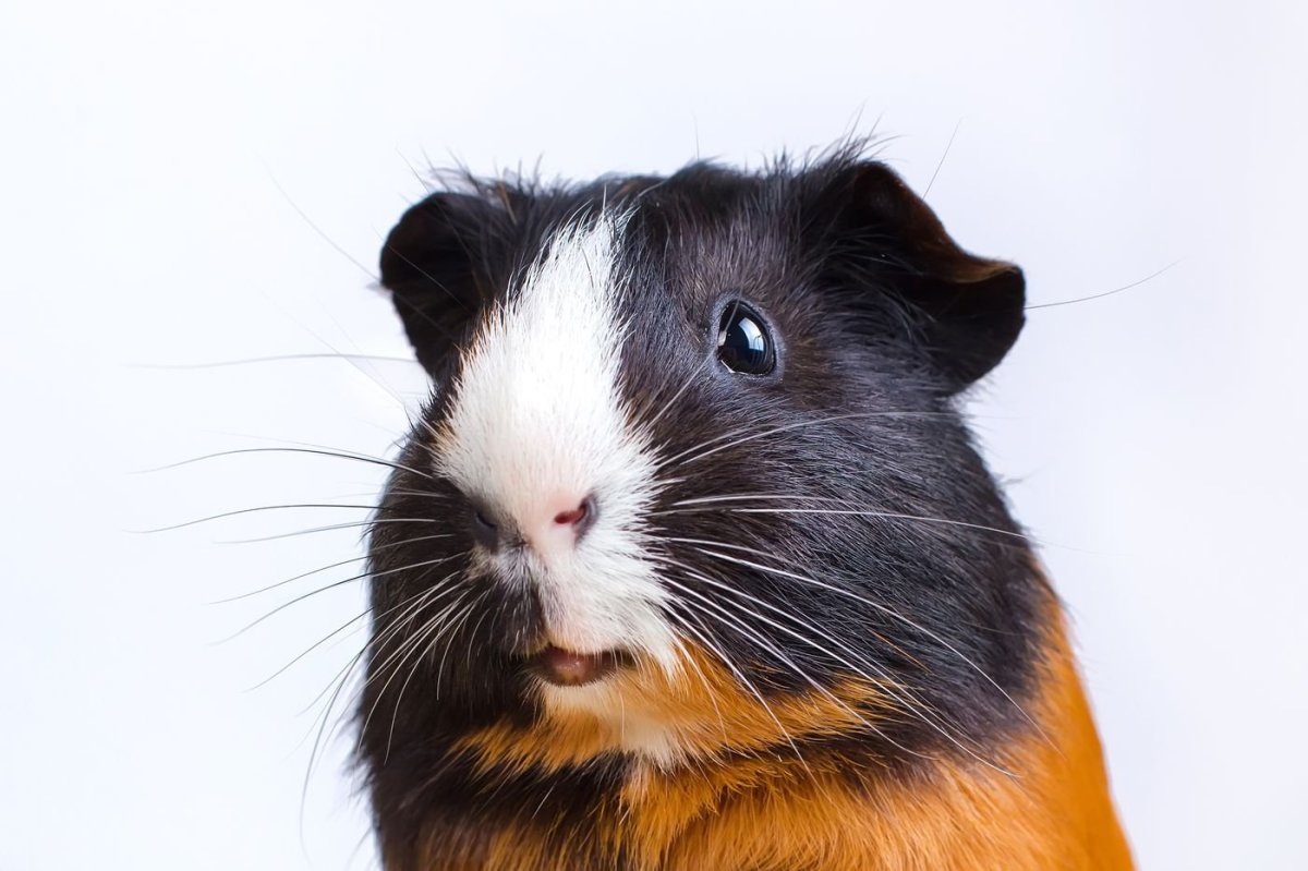 Морская Свинка рыжая