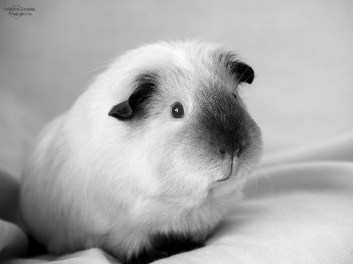 Калифорнийская морская Свинка белая