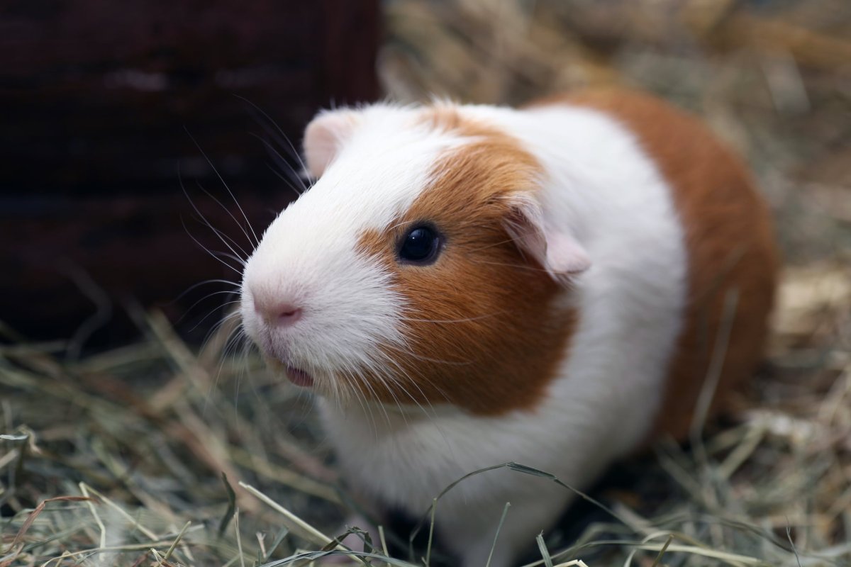 Морские свинки серого цвета с рыжими пятнами