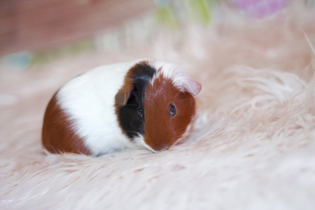 Морская Свинка трехцветная розетчатая