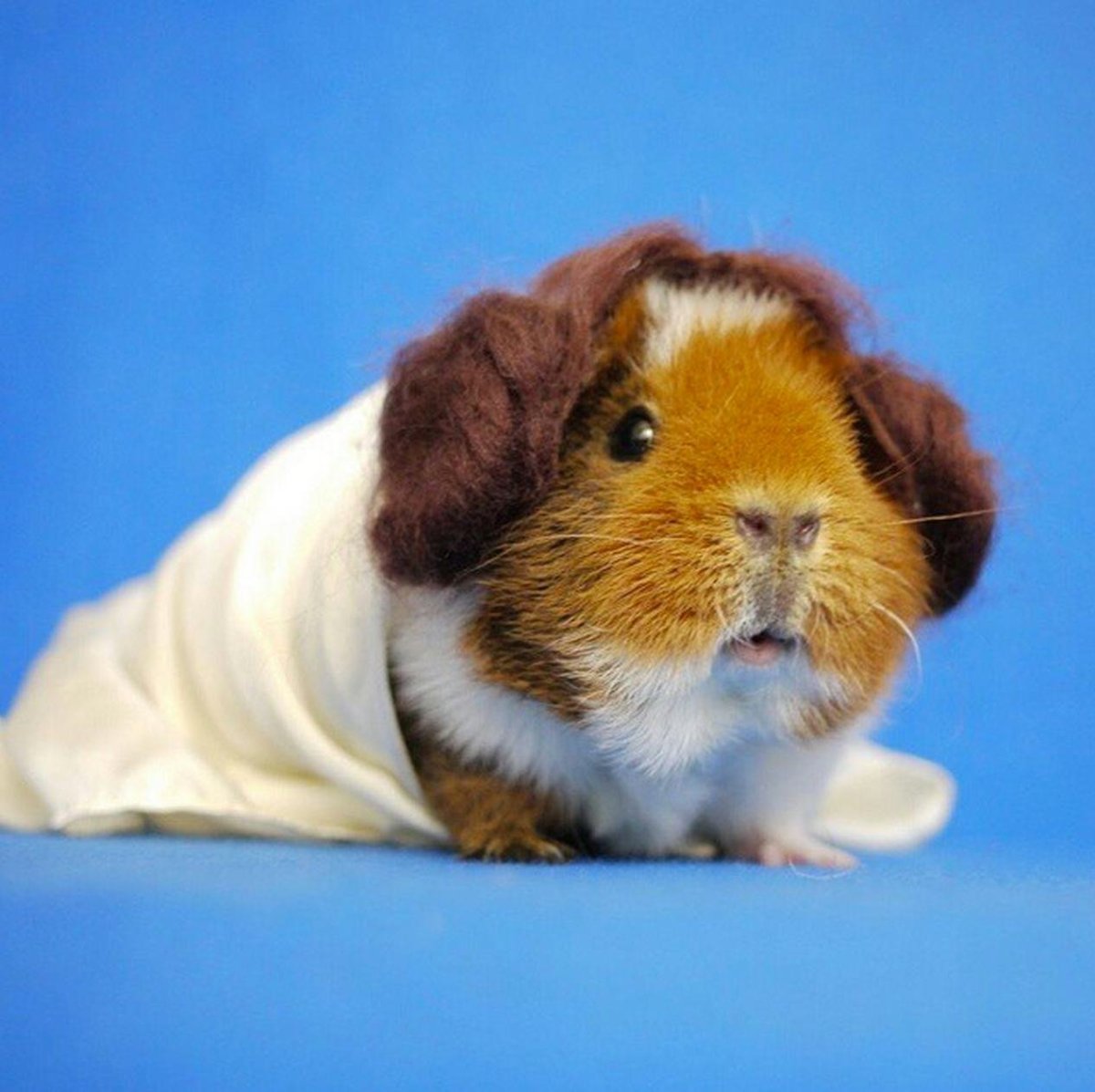 Морская Свинка короткошерстная