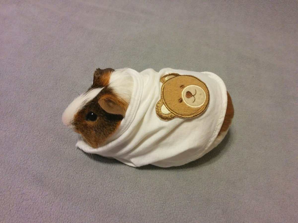 Абщхда морская Свинка