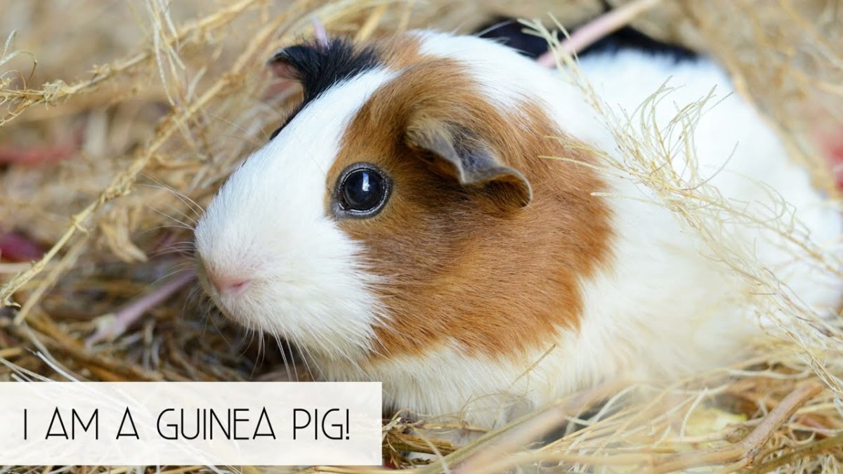 Морская Свинка белая