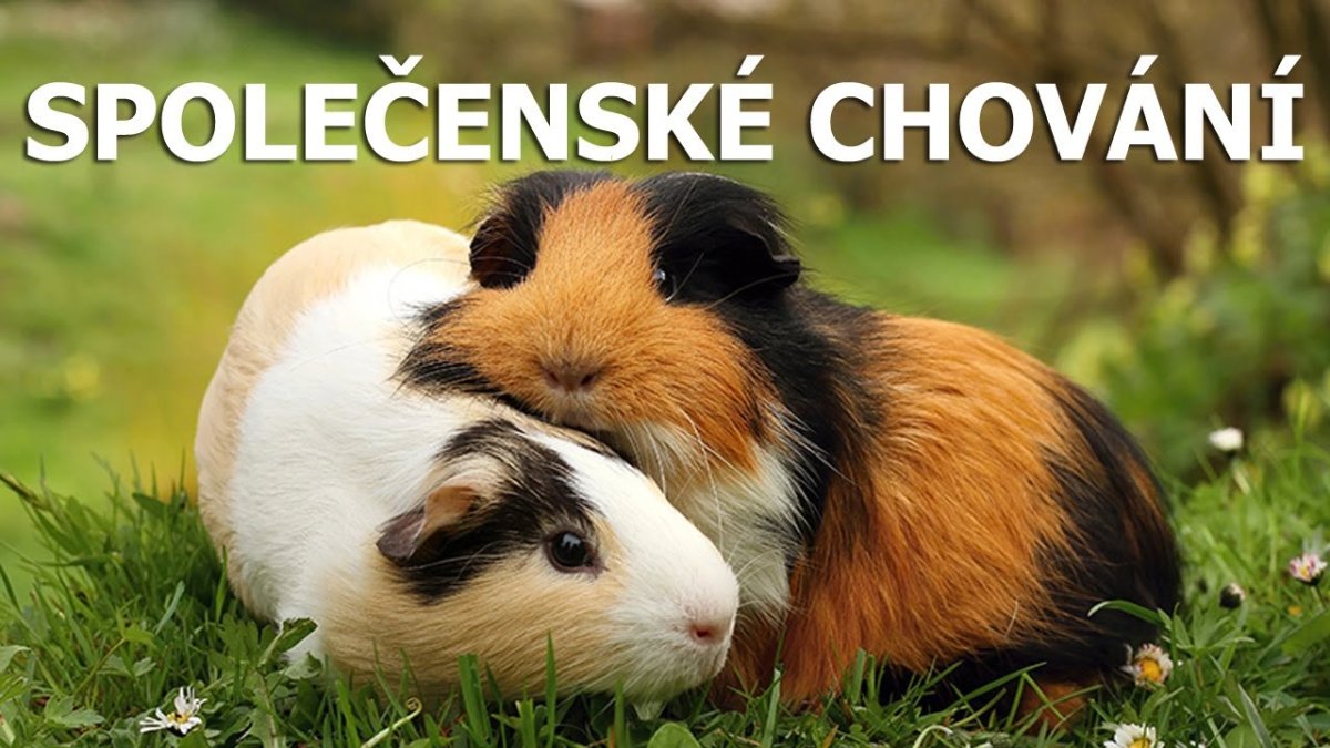 Фигурка Садовая морская Свинка