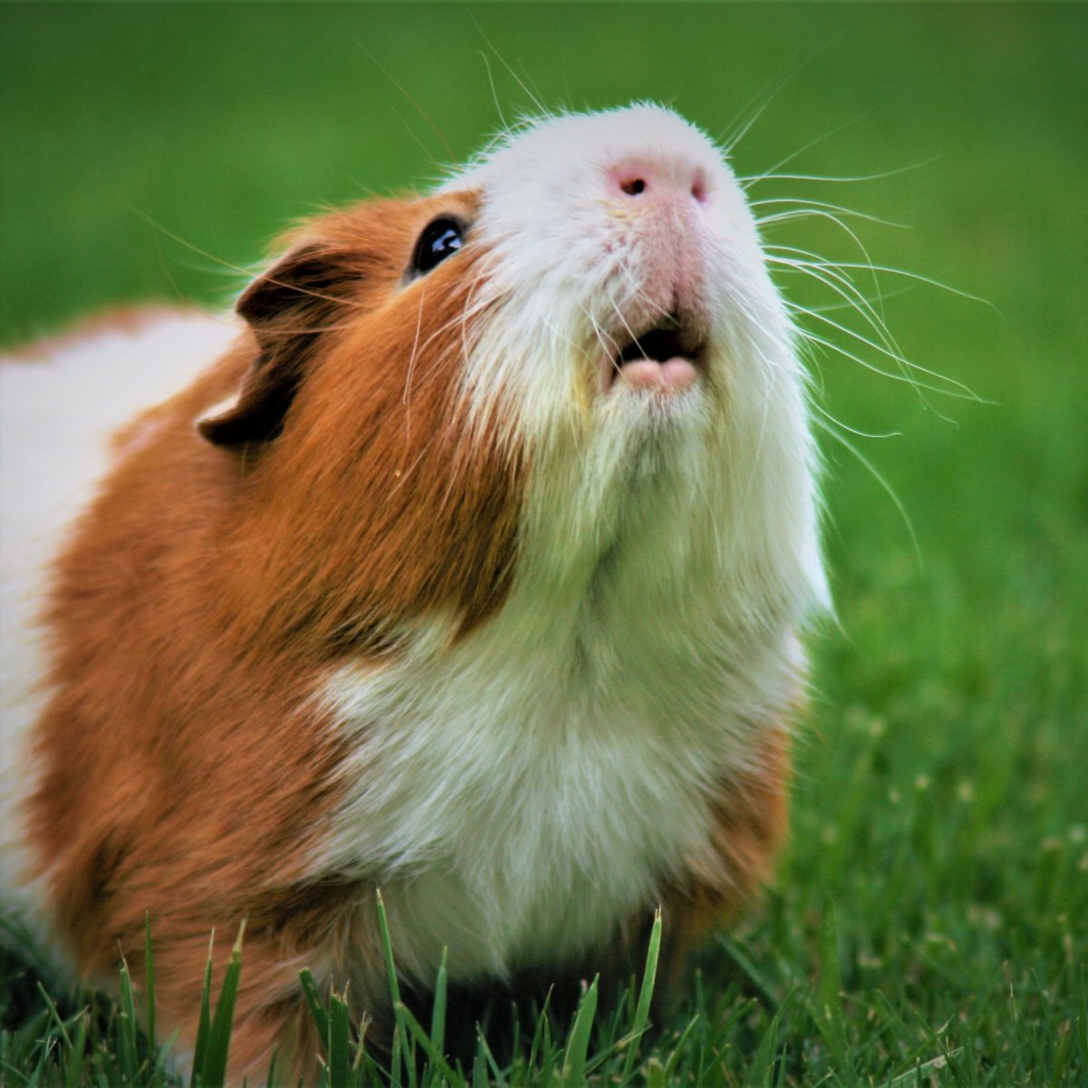 Cavia для морских свинок