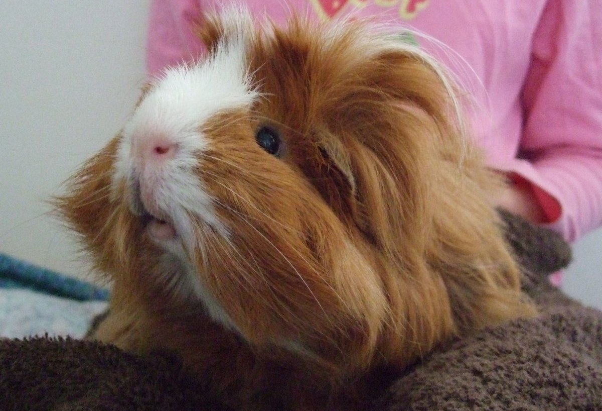 Морская Свинка длинношерстная рыжая