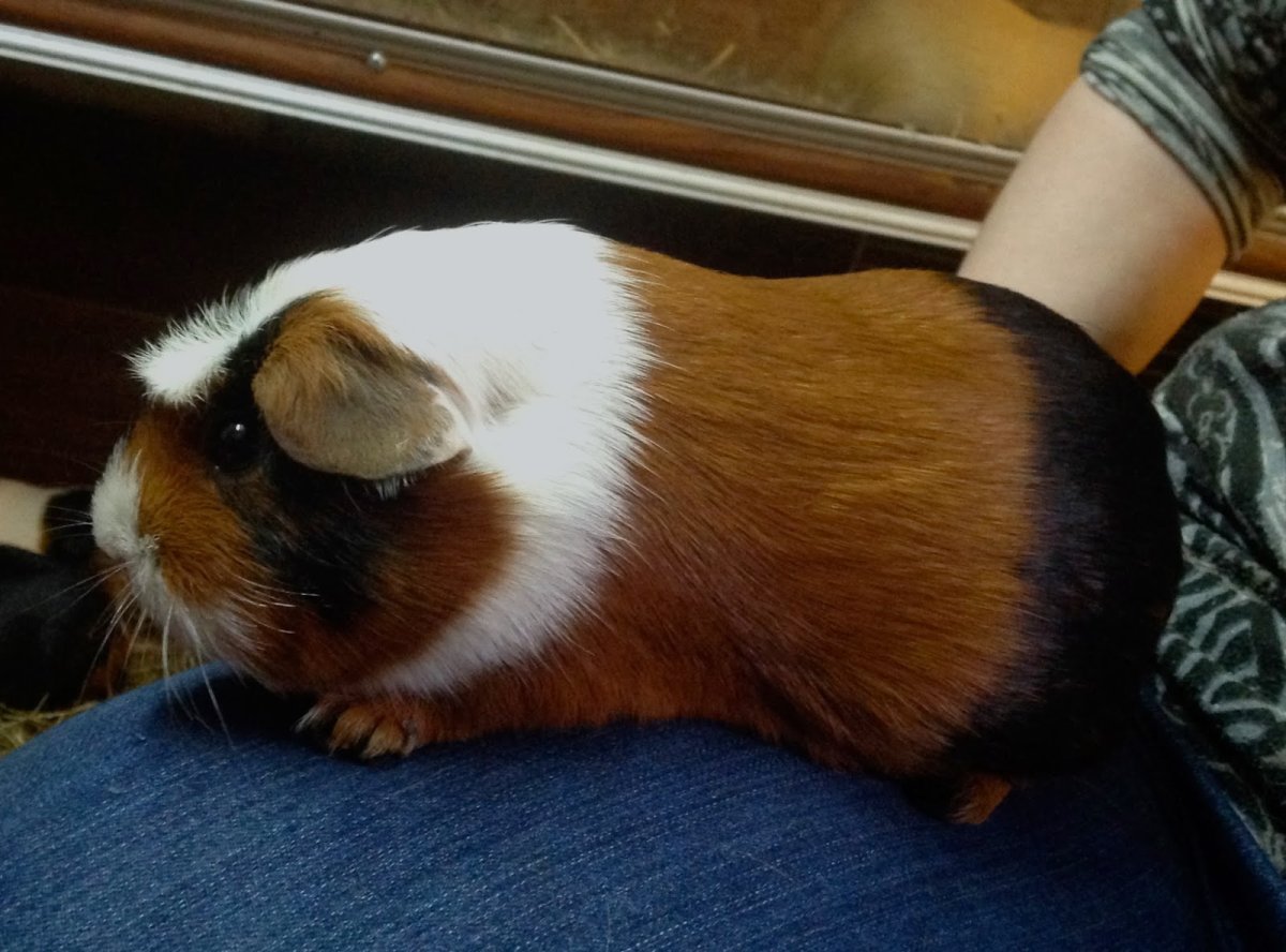 Пестрая черепаховая морская Свинка