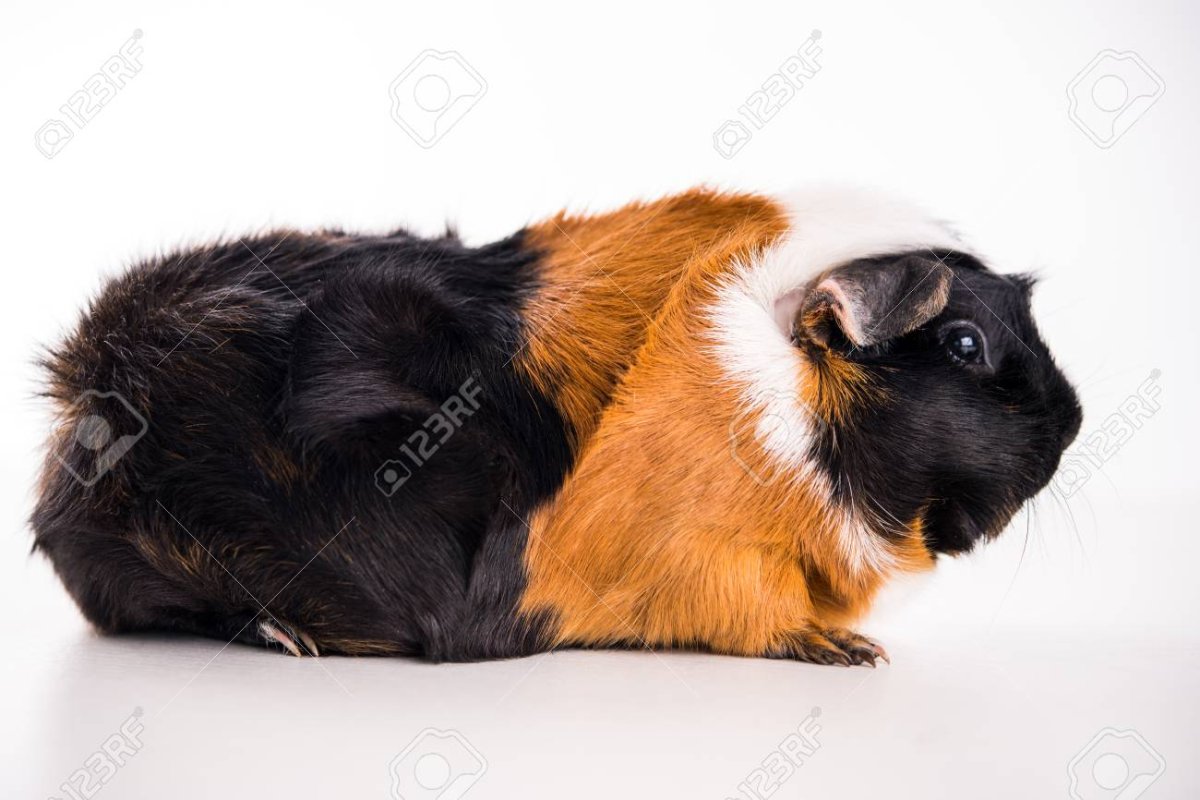 Морская Свинка рыжая