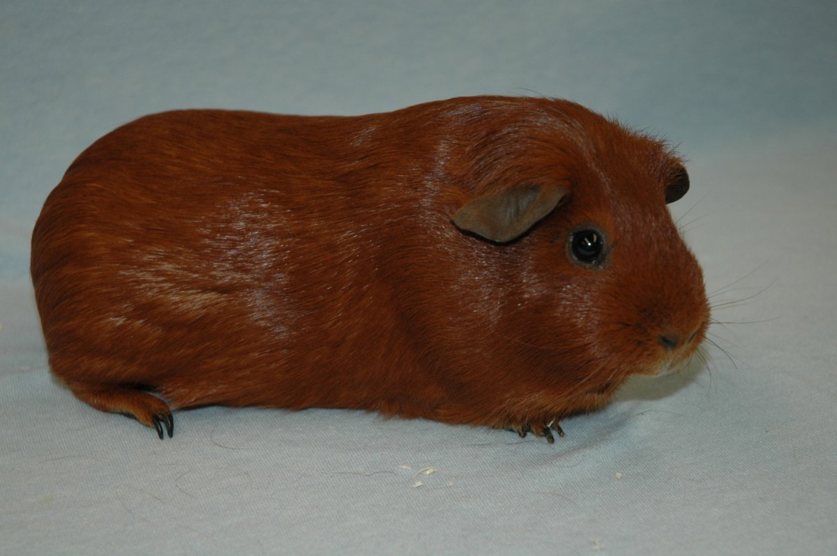 Морская Свинка селф рыжая