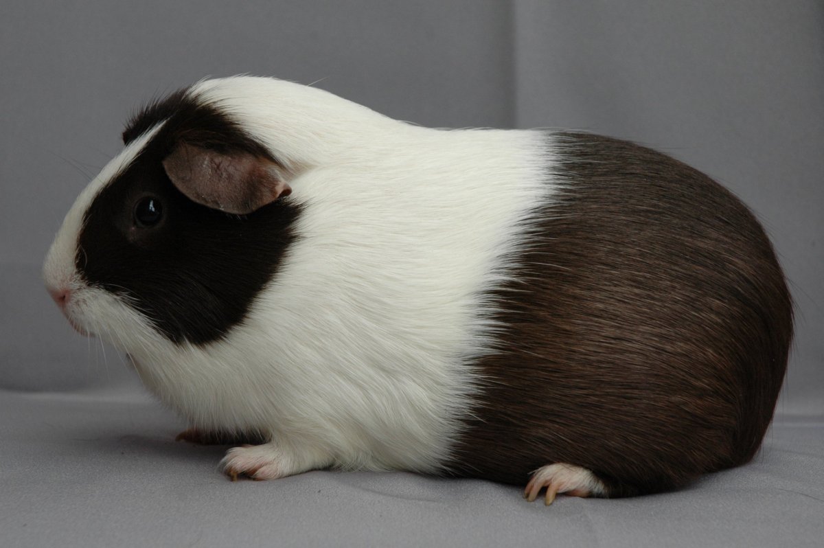 Породы морских свинок голландская