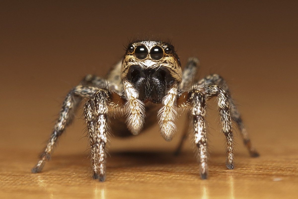 Паук Пучеглазик